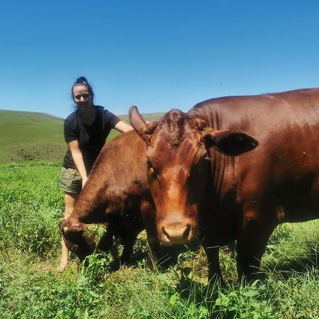Nguni Moon Tepee Camp Hotel Underberg Exterior photo