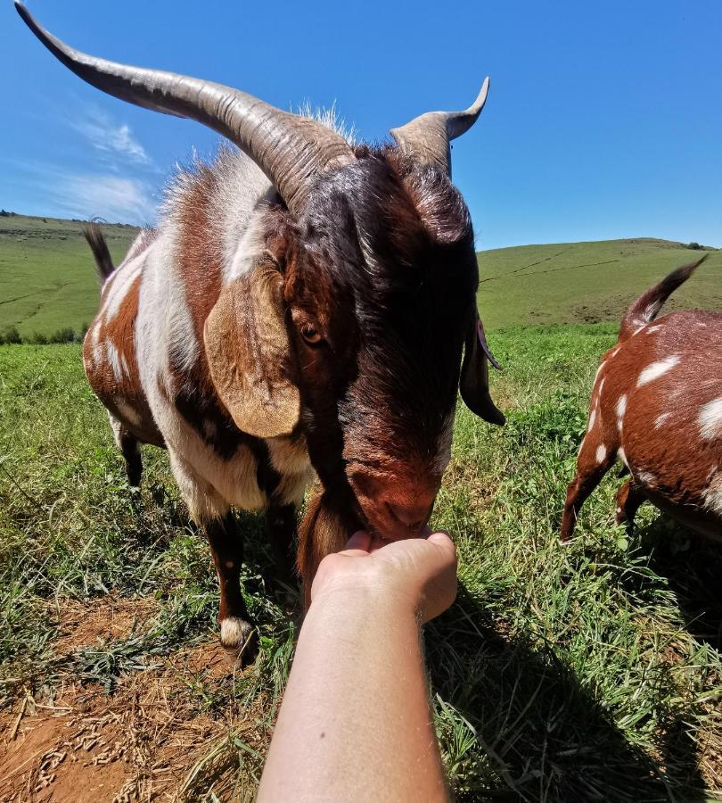 Nguni Moon Tepee Camp Hotel Underberg Exterior photo